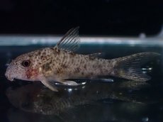 画像1: 【淡水魚】【通販】コリドラス CW187【１匹 サンプル画像】(±3cm)(コリドラス)(生体)(熱帯魚)NKCR (1)
