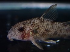 画像2: 【淡水魚】【通販】コリドラス CW187【１匹 サンプル画像】(±3cm)(コリドラス)(生体)(熱帯魚)NKCR (2)