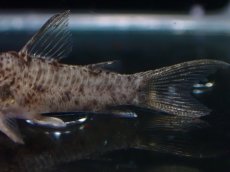 画像3: 【淡水魚】【通販】コリドラス CW187【１匹 サンプル画像】(±3cm)(コリドラス)(生体)(熱帯魚)NKCR (3)