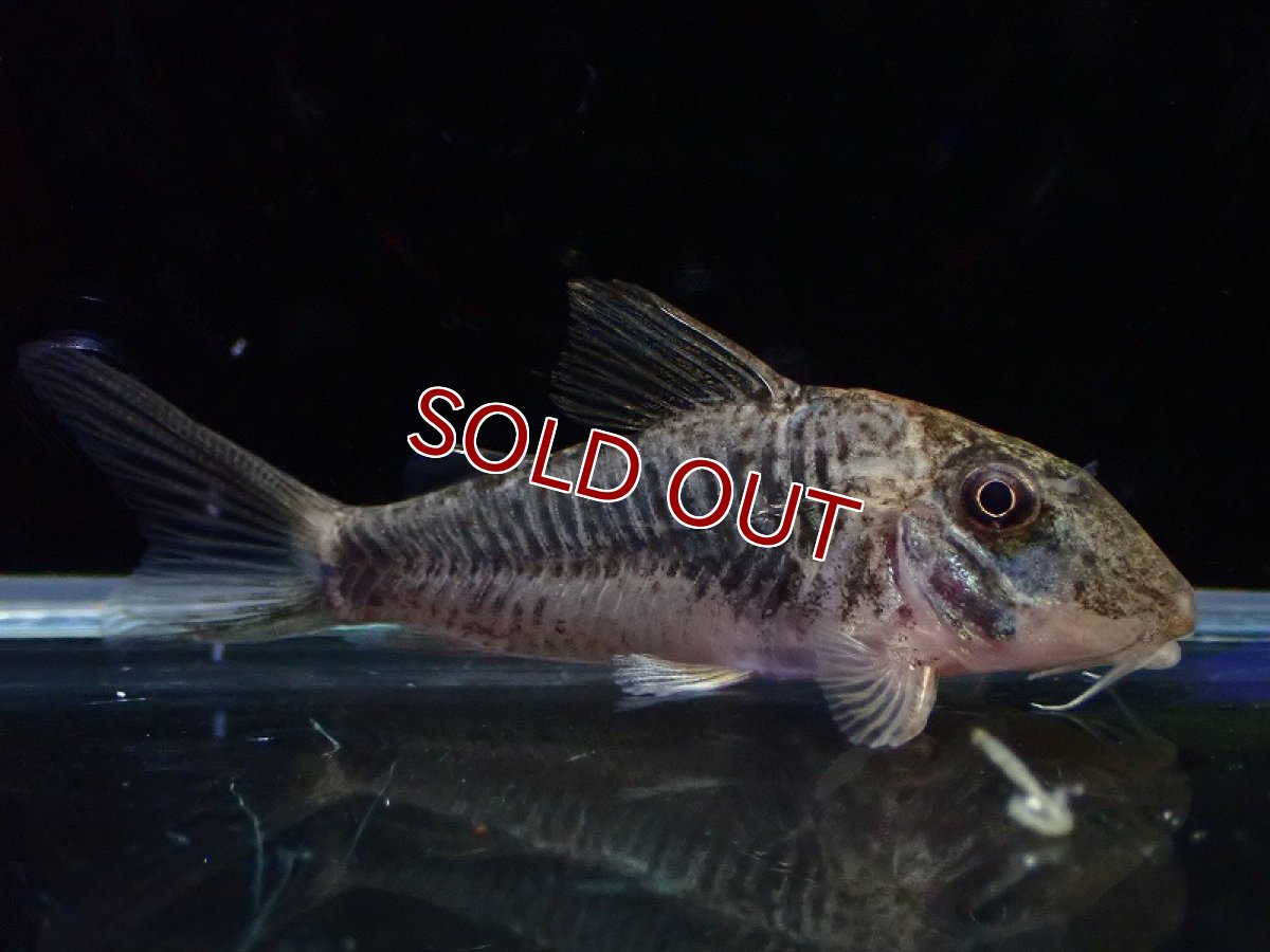 画像1: 【淡水魚】【通販】コリドラス ゲオフロイ【１匹 サンプル画像】(±4cm)(コリドラス)(生体)(熱帯魚)NKCR (1)