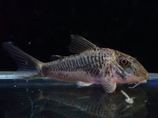 画像1: 【淡水魚】【通販】コリドラス ゲオフロイ【１匹 サンプル画像】(±4cm)(コリドラス)(生体)(熱帯魚)NKCR (1)