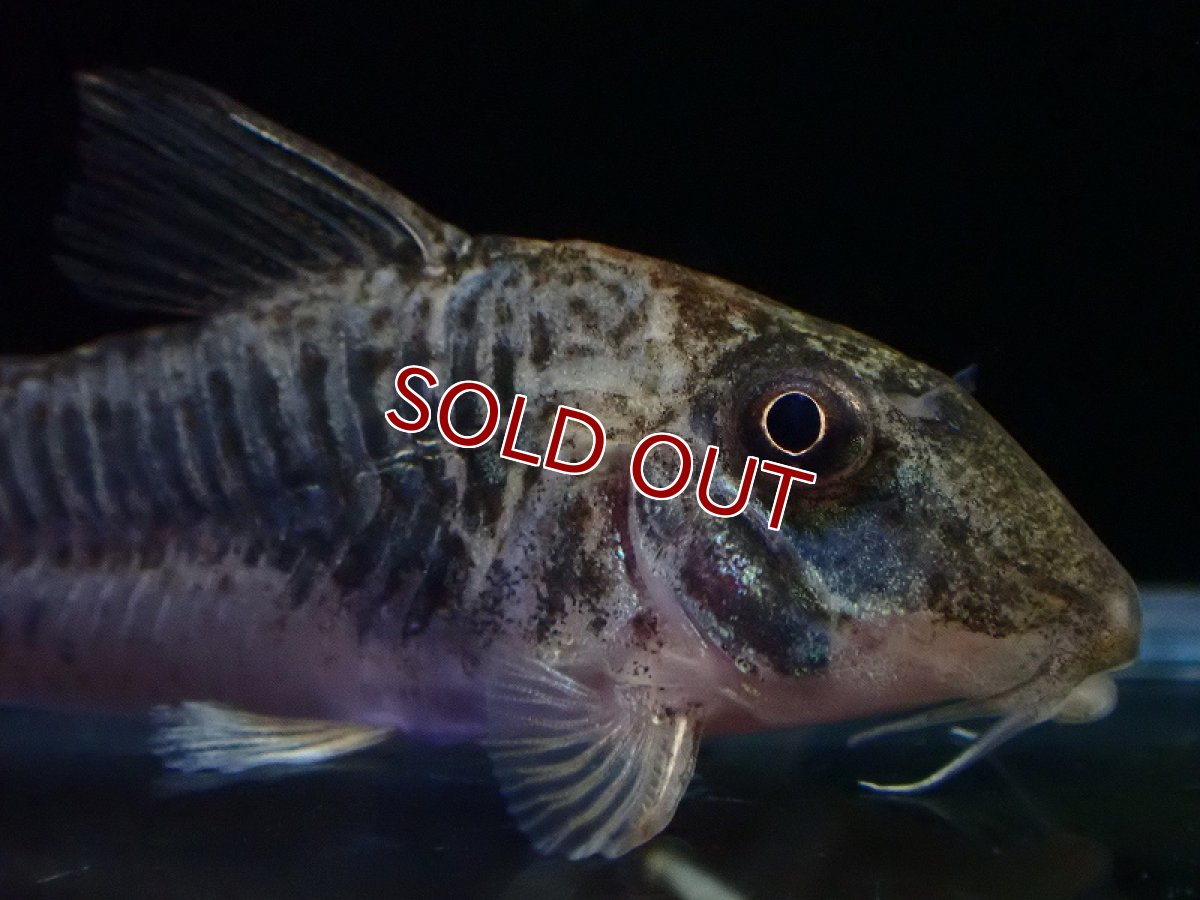 画像2: 【淡水魚】【通販】コリドラス ゲオフロイ【１匹 サンプル画像】(±4cm)(コリドラス)(生体)(熱帯魚)NKCR (2)