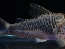 画像3: 【淡水魚】【通販】コリドラス ゲオフロイ【１匹 サンプル画像】(±4cm)(コリドラス)(生体)(熱帯魚)NKCR (3)