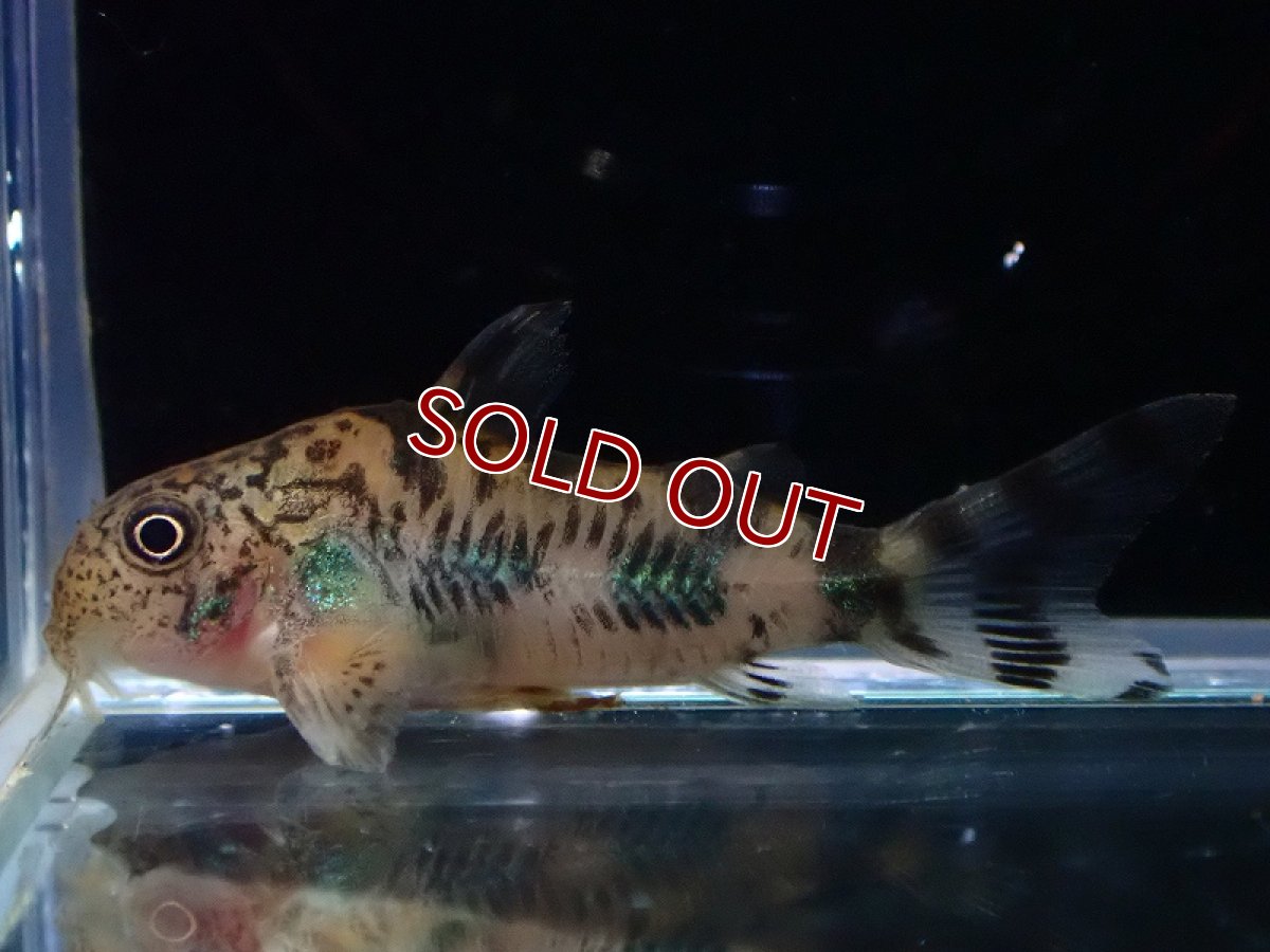 画像1: 【淡水魚】【通販】コリドラス フレーリッヒ【１匹 サンプル画像】(±3.5cm)(コリドラス)(生体)(熱帯魚)NKCR (1)