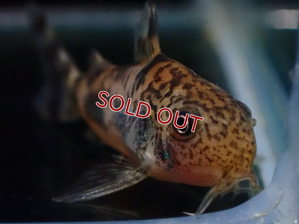 画像2: 【淡水魚】【通販】コリドラス フレーリッヒ【１匹 サンプル画像】(±3.5cm)(コリドラス)(生体)(熱帯魚)NKCR (2)