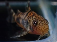 画像2: 【淡水魚】【通販】コリドラス フレーリッヒ【１匹 サンプル画像】(±3.5cm)(コリドラス)(生体)(熱帯魚)NKCR (2)