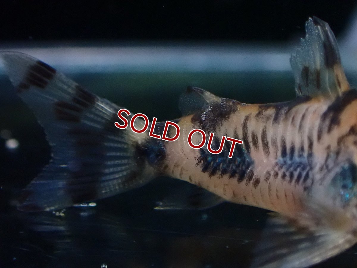 画像3: 【淡水魚】【通販】コリドラス フレーリッヒ【１匹 サンプル画像】(±3.5cm)(コリドラス)(生体)(熱帯魚)NKCR (3)