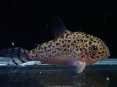 画像1: 【淡水魚】【通販】訳あり コリドラス クルジエンシス【１匹 サンプル画像】(±3-4cm)(コリドラス)(生体)(熱帯魚)NKCR (1)