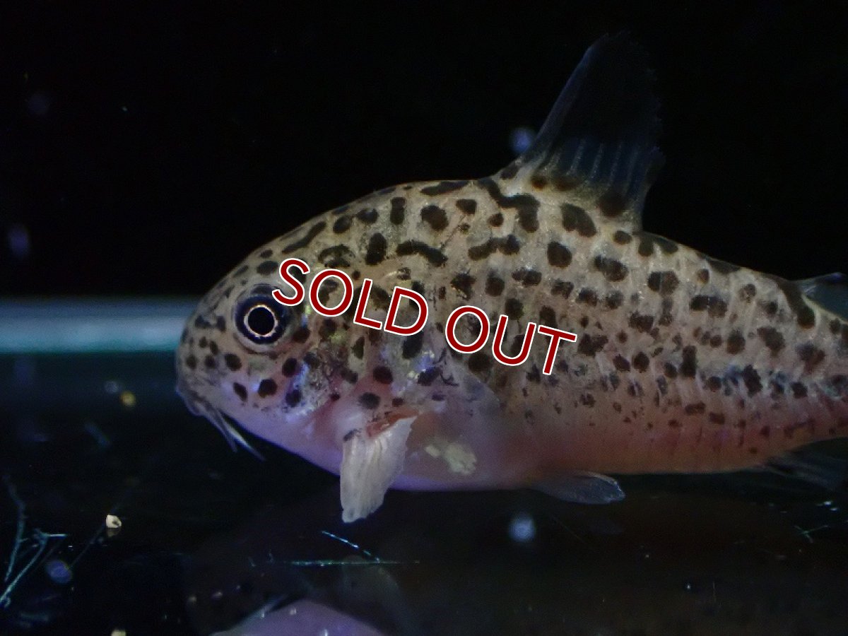 画像2: 【淡水魚】【通販】訳あり コリドラス クルジエンシス【１匹 サンプル画像】(±3-4cm)(コリドラス)(生体)(熱帯魚)NKCR (2)