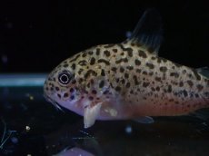 画像2: 【淡水魚】【通販】訳あり コリドラス クルジエンシス【１匹 サンプル画像】(±3-4cm)(コリドラス)(生体)(熱帯魚)NKCR (2)