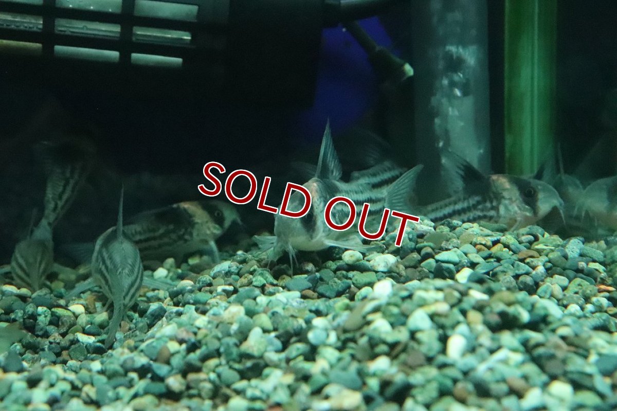 画像2: 【淡水魚】【通販】激レアサイズ XLサイズ Ｓグレード コリドラス コルレア【１匹 サンプル画像】(±5-6cm)(生体)(熱帯魚)NKＣＲ (2)