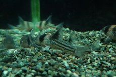 画像3: 【淡水魚】【通販】激レアサイズ XLサイズ Ｓグレード コリドラス コルレア【１匹 サンプル画像】(±6-6.5cm)(生体)(熱帯魚)NKＣＲ (3)