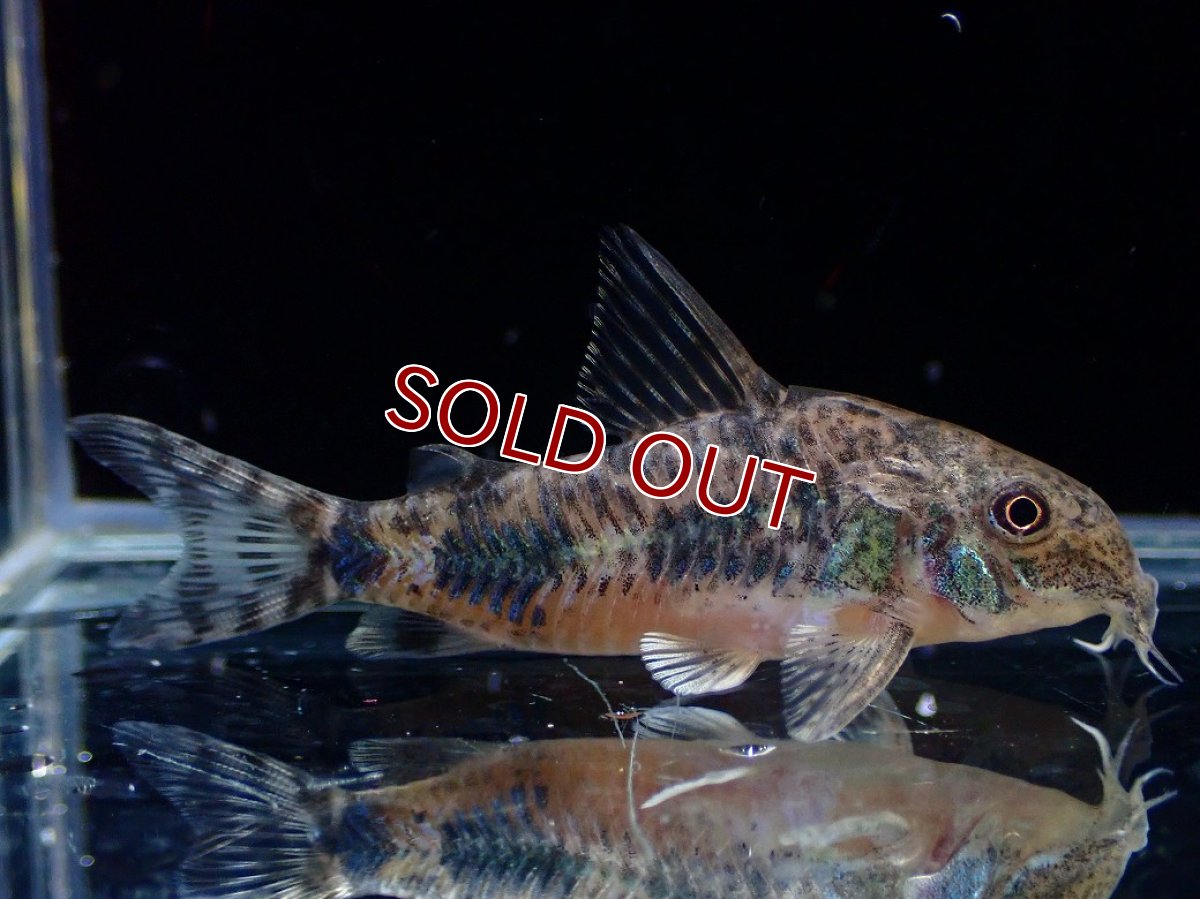 画像1: 【淡水魚】【通販】激レア コリドラス パレアタス(青コリ)ワイルド【１匹 サンプル画像】(±5cm)(コリドラス)(生体)(熱帯魚)NKCR (1)