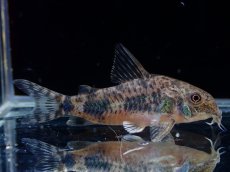 画像1: 【淡水魚】【通販】激レア コリドラス パレアタス(青コリ)ワイルド【１匹 サンプル画像】(±5cm)(コリドラス)(生体)(熱帯魚)NKCR (1)