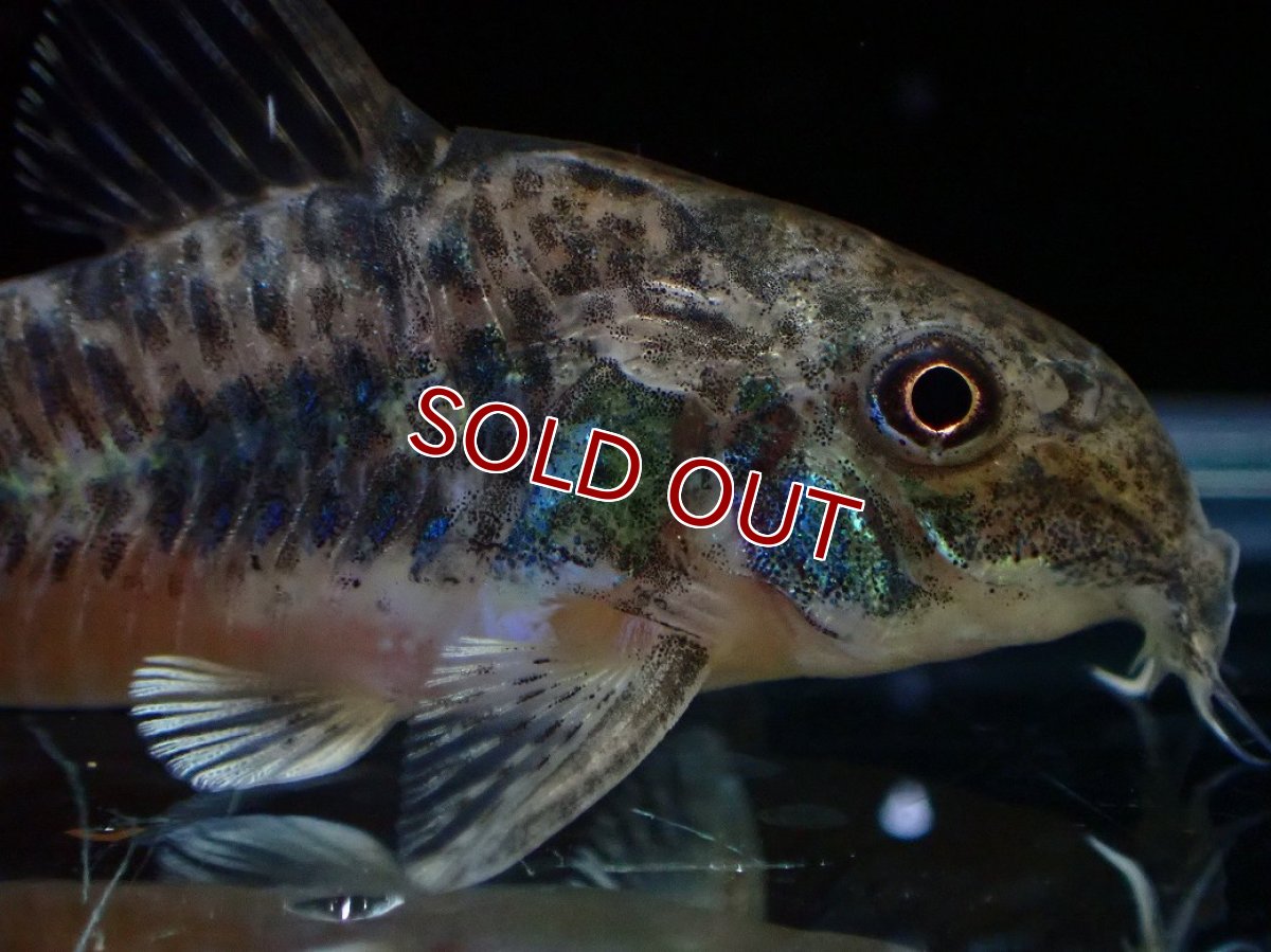 画像2: 【淡水魚】【通販】激レア コリドラス パレアタス(青コリ)ワイルド【１匹 サンプル画像】(±5cm)(コリドラス)(生体)(熱帯魚)NKCR (2)