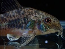 画像2: 【淡水魚】【通販】激レア コリドラス パレアタス(青コリ)ワイルド【１匹 サンプル画像】(±5cm)(コリドラス)(生体)(熱帯魚)NKCR (2)
