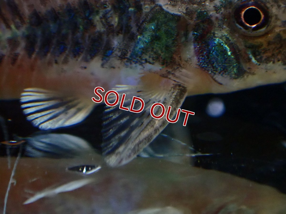 画像3: 【淡水魚】【通販】激レア コリドラス パレアタス(青コリ)ワイルド【１匹 サンプル画像】(±5cm)(コリドラス)(生体)(熱帯魚)NKCR (3)