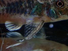 画像3: 【淡水魚】【通販】激レア コリドラス パレアタス(青コリ)ワイルド【１匹 サンプル画像】(±5cm)(コリドラス)(生体)(熱帯魚)NKCR (3)