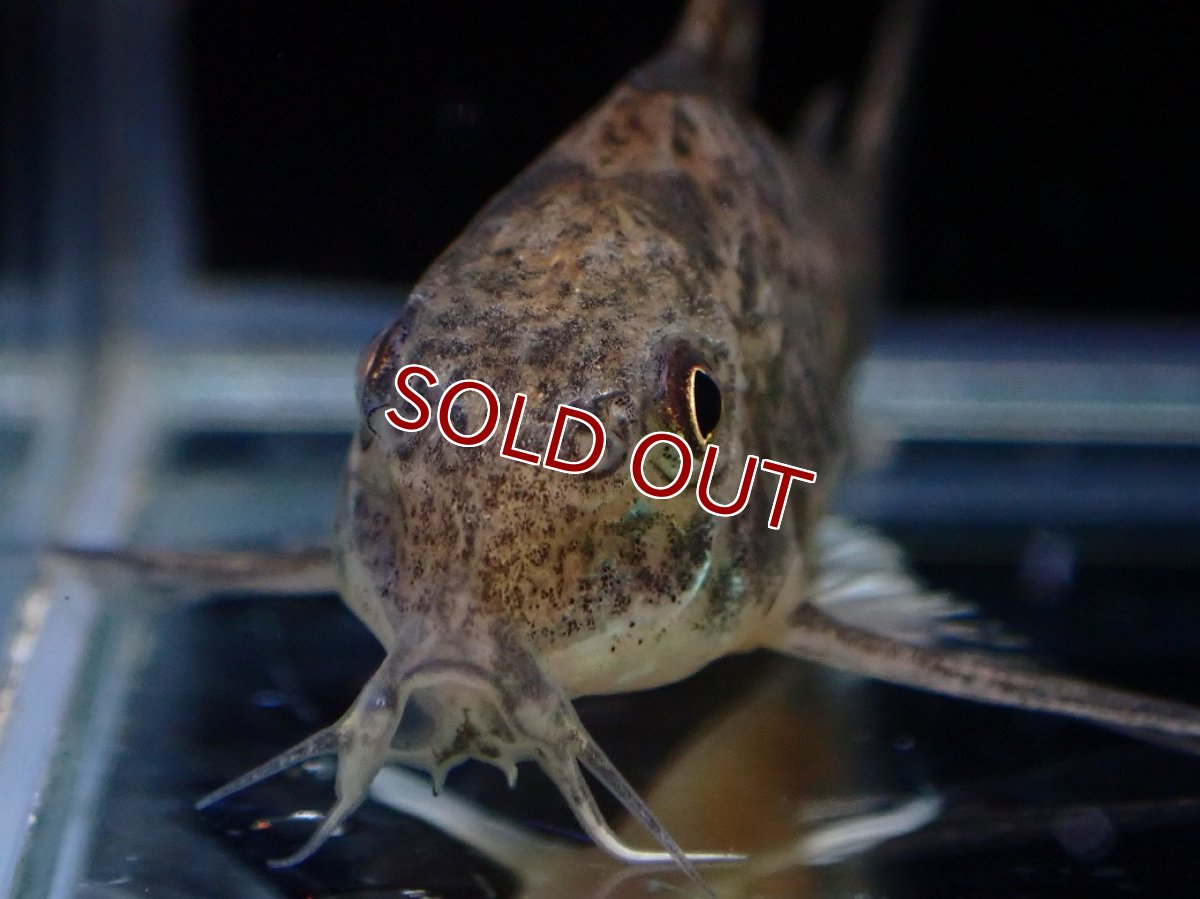 画像4: 【淡水魚】【通販】激レア コリドラス パレアタス(青コリ)ワイルド【１匹 サンプル画像】(±5cm)(コリドラス)(生体)(熱帯魚)NKCR (4)