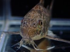 画像4: 【淡水魚】【通販】激レア コリドラス パレアタス(青コリ)ワイルド【１匹 サンプル画像】(±5cm)(コリドラス)(生体)(熱帯魚)NKCR (4)