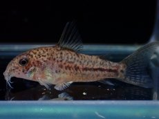 画像1: 【淡水魚】【通販】コリドラス ブレエイ【１匹 サンプル画像】(±4cm)(コリドラス)(生体)(熱帯魚)NKCR (1)