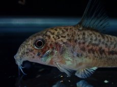 画像2: 【淡水魚】【通販】コリドラス ブレエイ【１匹 サンプル画像】(±4cm)(コリドラス)(生体)(熱帯魚)NKCR (2)