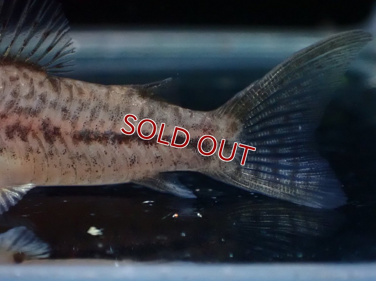 画像3: 【淡水魚】【通販】コリドラス ブレエイ【１匹 サンプル画像】(±4cm)(コリドラス)(生体)(熱帯魚)NKCR (3)