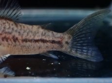 画像3: 【淡水魚】【通販】コリドラス ブレエイ【１匹 サンプル画像】(±4cm)(コリドラス)(生体)(熱帯魚)NKCR (3)