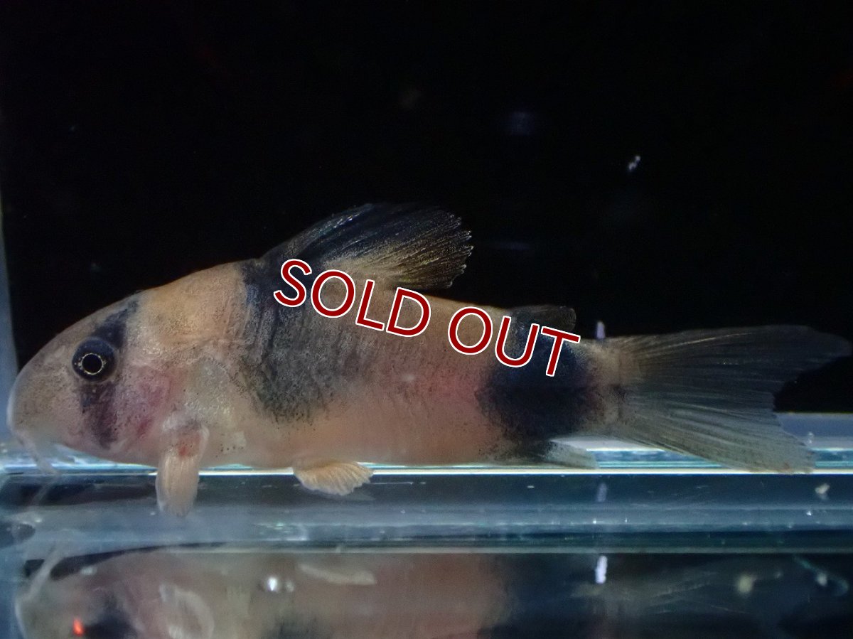 画像1: 【淡水魚】【通販】コリドラス ワイツマニー【１匹 サンプル画像】(±3.5-4cm)(コリドラス)(生体)(熱帯魚)NKCR (1)