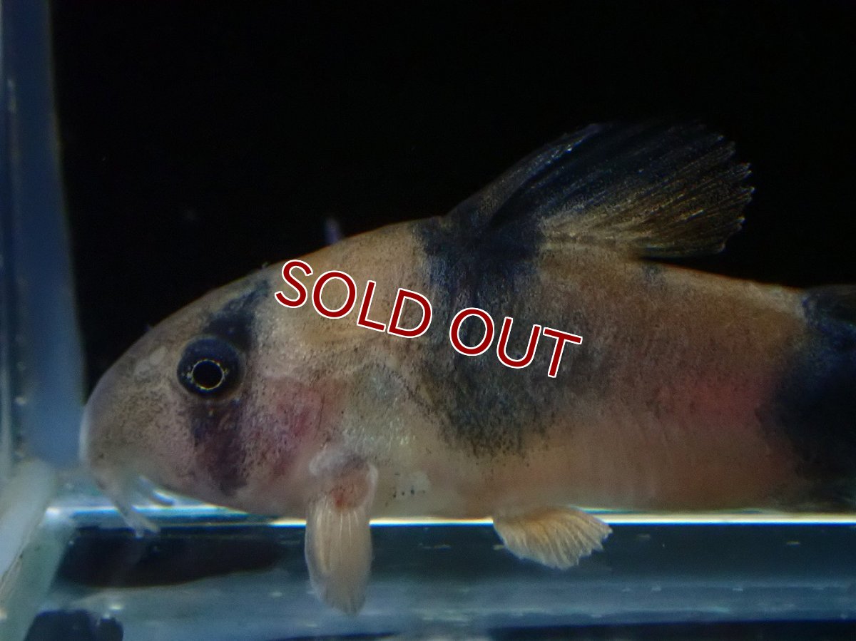 画像2: 【淡水魚】【通販】コリドラス ワイツマニー【１匹 サンプル画像】(±3.5-4cm)(コリドラス)(生体)(熱帯魚)NKCR (2)