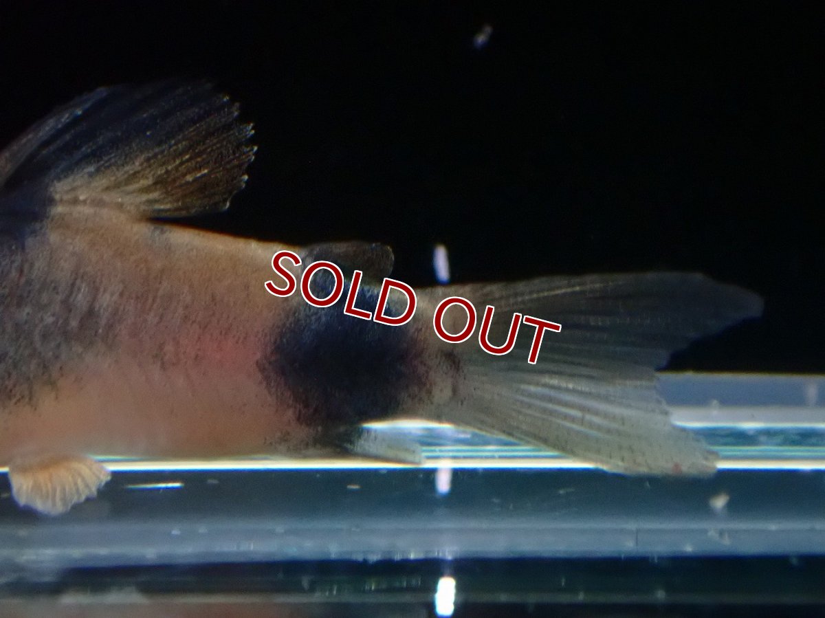 画像3: 【淡水魚】【通販】コリドラス ワイツマニー【１匹 サンプル画像】(±3.5-4cm)(コリドラス)(生体)(熱帯魚)NKCR (3)