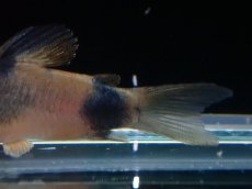 画像3: 【淡水魚】【通販】コリドラス ワイツマニー【１匹 サンプル画像】(±3.5-4cm)(コリドラス)(生体)(熱帯魚)NKCR (3)