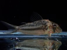 画像1: 【淡水魚】【通販】コリドラス ロングノーズ ビファシアータス【１匹 サンプル画像】(±4-5cm)(コリドラス)(生体)(熱帯魚)NKCR (1)