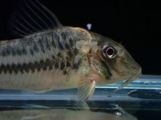 画像2: 【淡水魚】【通販】コリドラス ロングノーズ ビファシアータス【１匹 サンプル画像】(±4-5cm)(コリドラス)(生体)(熱帯魚)NKCR (2)