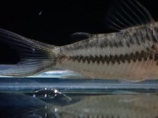 画像3: 【淡水魚】【通販】コリドラス ロングノーズ ビファシアータス【１匹 サンプル画像】(±4-5cm)(コリドラス)(生体)(熱帯魚)NKCR (3)
