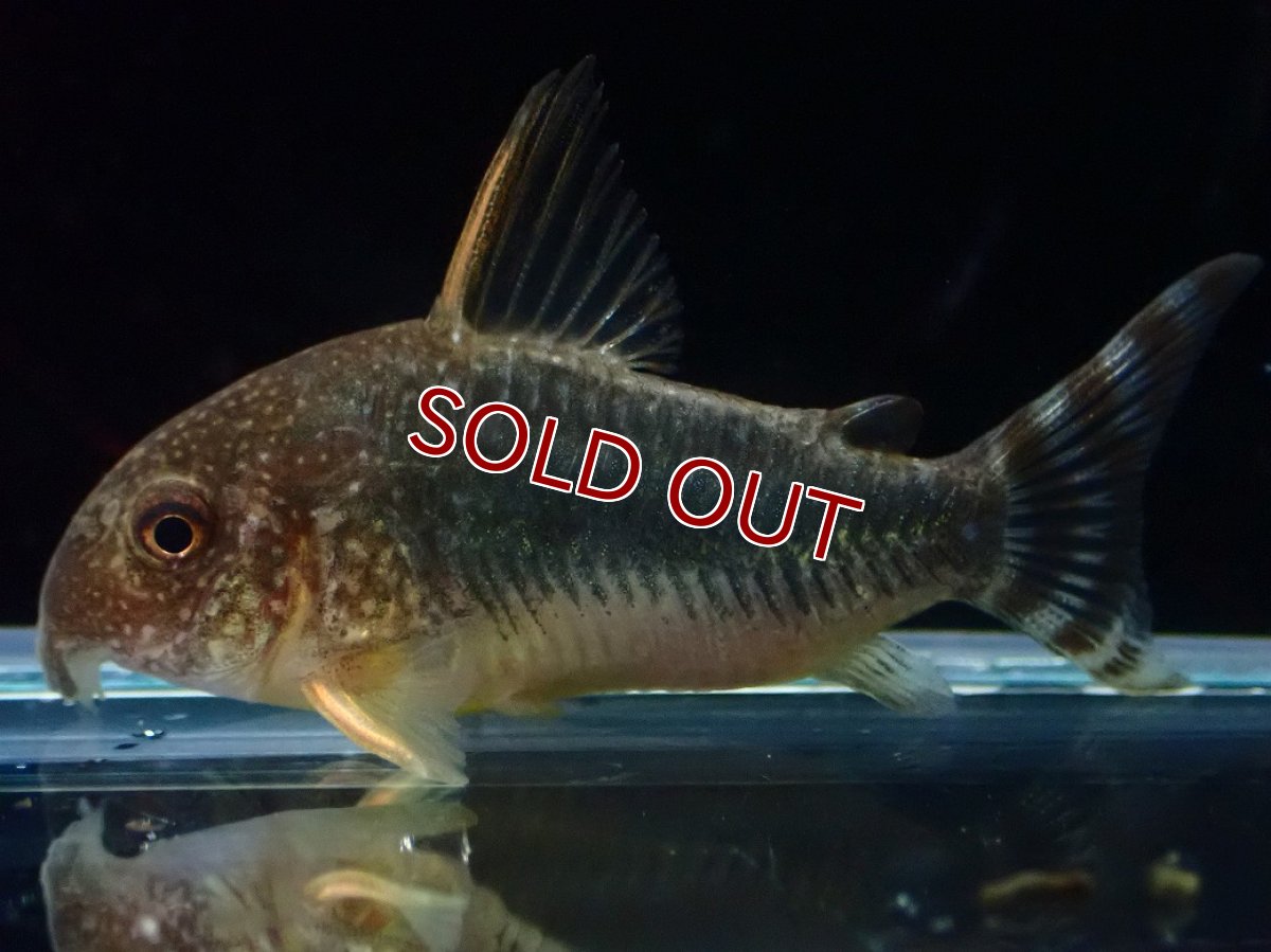 画像1: 【ウィンターセール 10％OFF対象商品】【淡水魚】【通販】激安 訳あり コリドラス ゴッセイ【１匹 サンプル画像】(±4.5cm)(コリドラス)(生体)(熱帯魚)NKCR (1)