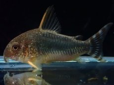 画像1: 【淡水魚】【通販】コリドラス ゴッセイ【１匹 サンプル画像】(±4.5cm)(コリドラス)(生体)(熱帯魚)NKCR (1)