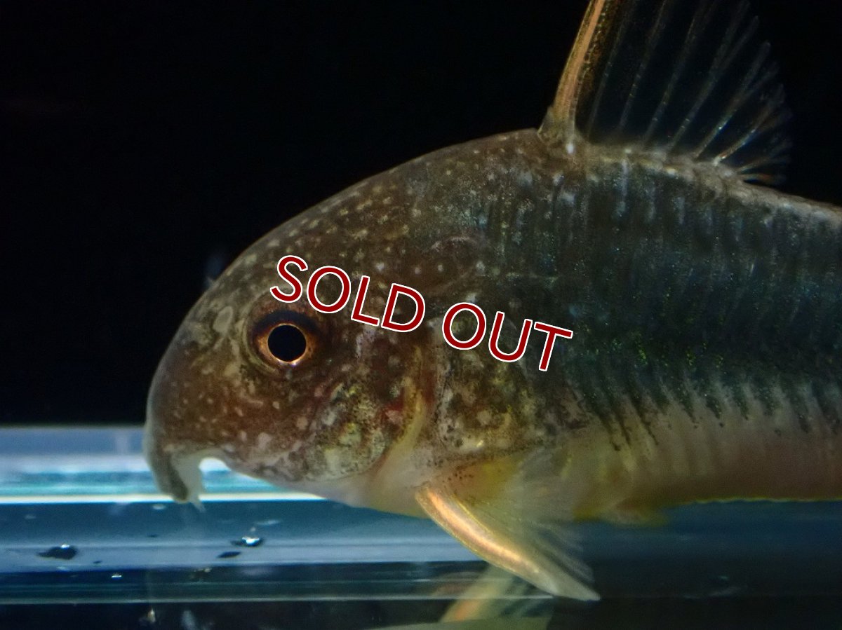 画像2: 【ウィンターセール 10％OFF対象商品】【淡水魚】【通販】激安 訳あり コリドラス ゴッセイ【１匹 サンプル画像】(±4.5cm)(コリドラス)(生体)(熱帯魚)NKCR (2)