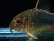画像2: 【淡水魚】【通販】コリドラス ゴッセイ【１匹 サンプル画像】(±4.5cm)(コリドラス)(生体)(熱帯魚)NKCR (2)
