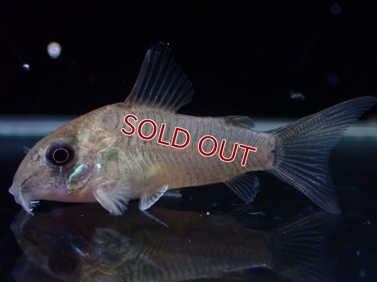 画像1: 【淡水魚】【通販】レア種 コリドラス ギアネンシス【１匹 サンプル画像】(±3.5cm)(コリドラス)(生体)(熱帯魚)NKCR (1)