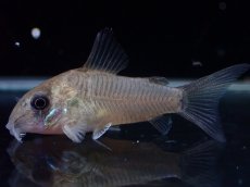 画像1: 【淡水魚】【通販】レア種 コリドラス ギアネンシス【１匹 サンプル画像】(±3.5cm)(コリドラス)(生体)(熱帯魚)NKCR (1)