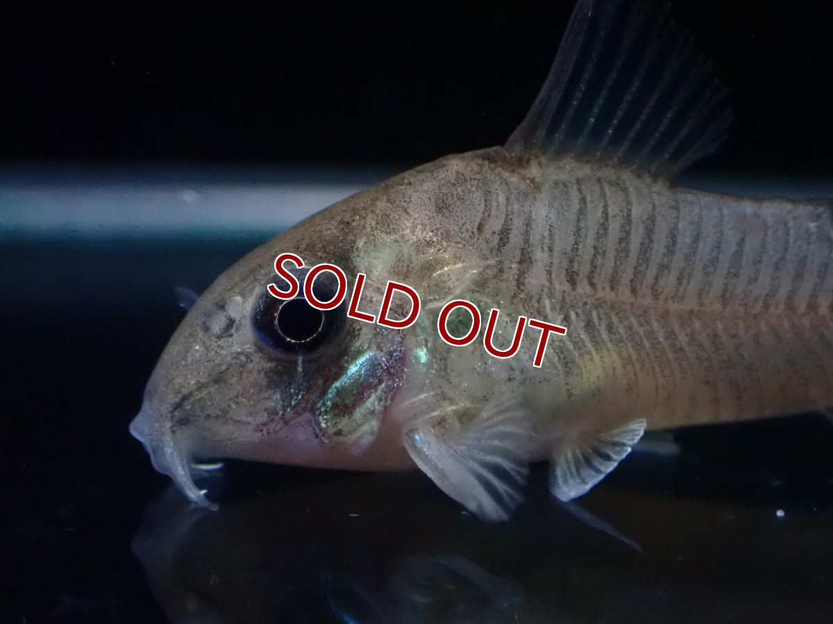 画像2: 【淡水魚】【通販】レア種 コリドラス ギアネンシス【１匹 サンプル画像】(±3.5cm)(コリドラス)(生体)(熱帯魚)NKCR (2)