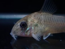 画像2: 【淡水魚】【通販】レア種 コリドラス ギアネンシス【１匹 サンプル画像】(±3.5cm)(コリドラス)(生体)(熱帯魚)NKCR (2)