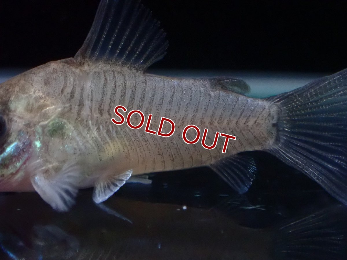 画像3: 【淡水魚】【通販】レア種 コリドラス ギアネンシス【１匹 サンプル画像】(±3.5cm)(コリドラス)(生体)(熱帯魚)NKCR (3)