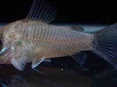 画像3: 【淡水魚】【通販】レア種 コリドラス ギアネンシス【１匹 サンプル画像】(±3.5cm)(コリドラス)(生体)(熱帯魚)NKCR (3)
