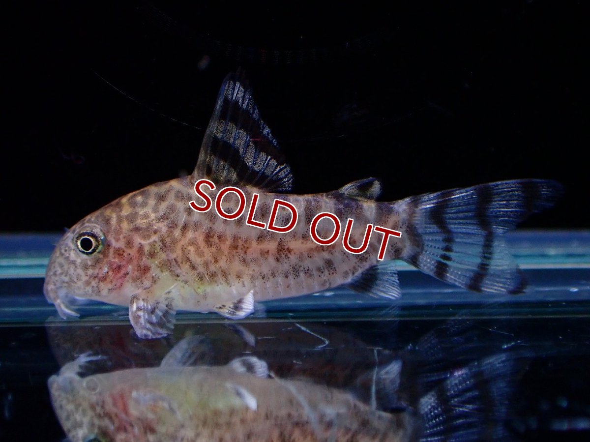 画像1: 【淡水魚】【通販】コリドラス ゼブリーナ CW-146 ワイルド【１匹 サンプル画像】(±3cm)(コリドラス)(生体)(熱帯魚)NKCR (1)