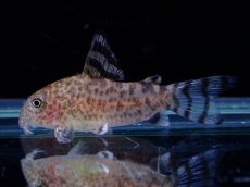 画像1: 【淡水魚】【通販】コリドラス ゼブリーナ CW-146 ワイルド【１匹 サンプル画像】(±3cm)(コリドラス)(生体)(熱帯魚)NKCR (1)