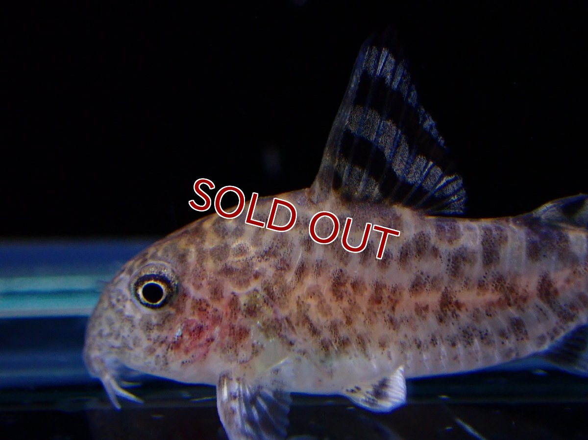 画像2: 【淡水魚】【通販】コリドラス ゼブリーナ CW-146 ワイルド【１匹 サンプル画像】(±3cm)(コリドラス)(生体)(熱帯魚)NKCR (2)