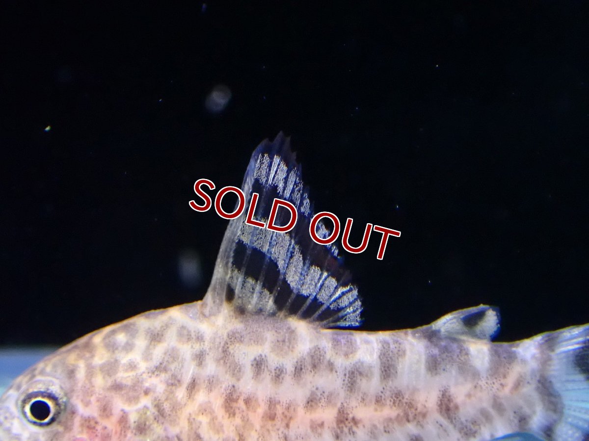 画像3: 【淡水魚】【通販】コリドラス ゼブリーナ CW-146 ワイルド【１匹 サンプル画像】(±3cm)(コリドラス)(生体)(熱帯魚)NKCR (3)