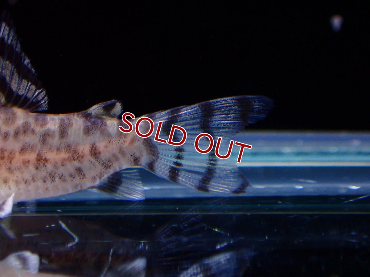 画像4: 【淡水魚】【通販】コリドラス ゼブリーナ CW-146 ワイルド【１匹 サンプル画像】(±3cm)(コリドラス)(生体)(熱帯魚)NKCR (4)